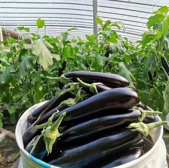 现摘现发新鲜绿把黑茄新鲜蔬菜生鲜 绿把茄子