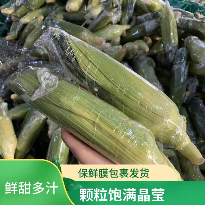 新鲜甜嫩水果玉米棒鲜玉米茄果瓜 金银双色