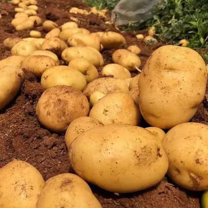 黄心土豆新鲜洋芋马铃薯黄皮应季蔬菜整箱优质土豆现摘美味蔬菜 净重5斤【现挖现发】 农家现挖蔬菜