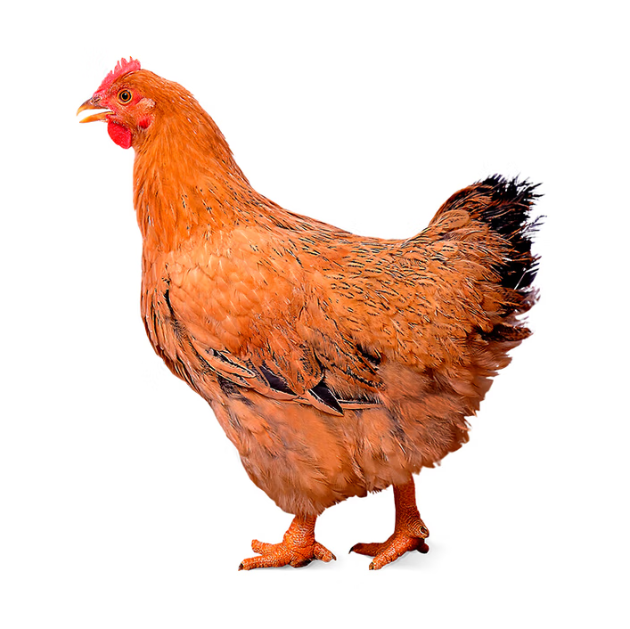 甄选壮年老母鸡 净重1.8-2.4斤 山地散养350天走地鸡肉生鲜月子鸡汤